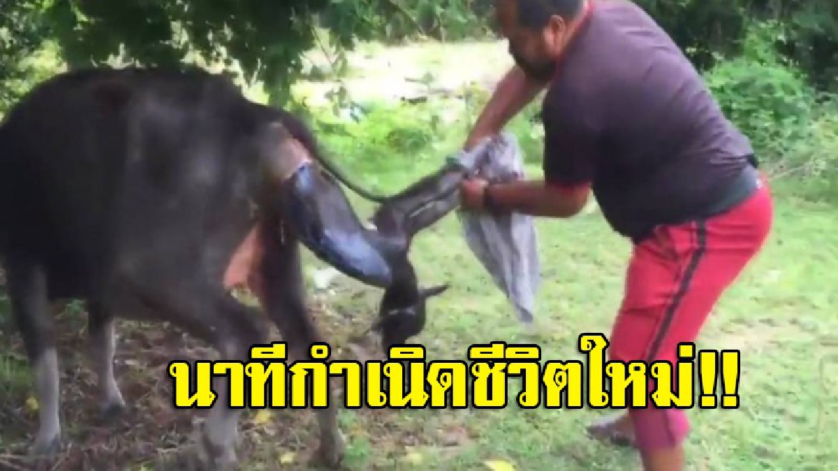เคยเห็นกันหรือยัง?! คลิปนาทีชีวิต...จนท.ดับเพลิงช่วยทำคลอดควายออกลูก (มีคลิป)