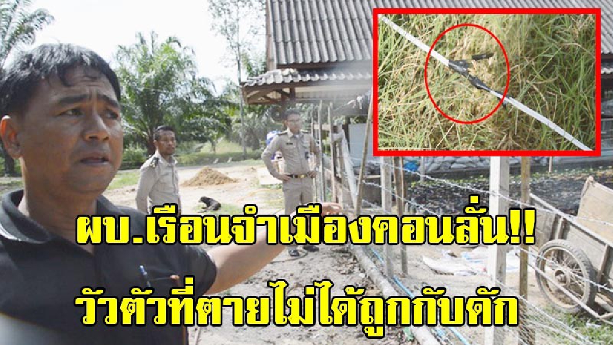 ผบ.เรือนจำเมืองคอนลั่น!! วัว2ตัวที่ถูกไฟช็อตตาย ไม่ได้ถูกกับดักไฟฟ้า แต่ฝูงวัวสะดุดสายไฟเครื่องสูบน้ำจนขาด ทำให้กระแสไฟฟ้ารั่วช็อต (มีคลิป)