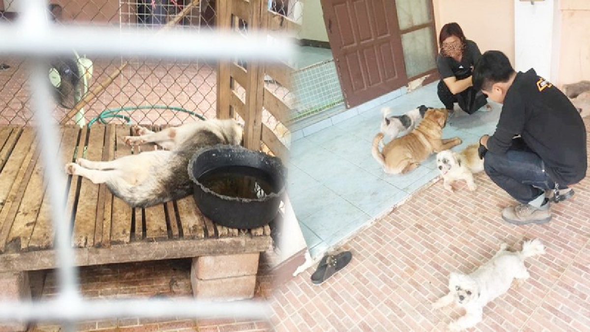 โซเชียลเดือด!! จวกยับ..เจ้าของบ้านปิดบ้านปล่อยสุนัข 5 ชีวิตอยู่ตามยถากรรม ทิ้งไว้แต่ถาดอาหารเน่าๆ จนไซบีเรีย 1 ตัวเสียชีวิตสุดเวทนา (มีคลิป)