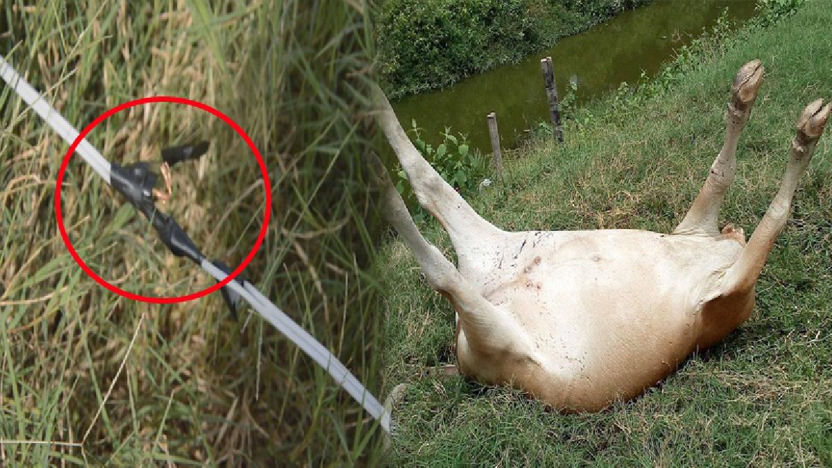 ตอกกลับ!! ผบ.เรือนจำเผย เคยขอความร่วมมือเจ้าของวัวที่ปล่อยเลี้ยงเพ่นพ่านมานาน 10 ปี แต่ไม่เคยได้รับความร่วมมือ พอเกิดเรื่องกลับมาโทษ