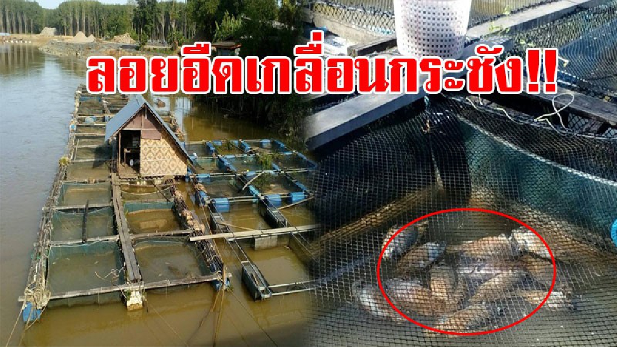 พิษน้ำท่วม!! พบ "ปลานิล" น็อกน้ำตายเกลื่อน ชาวบ้าน อ.ละงู ครวญตายแล้วกว่า 3 ตัน เดือดร้อนอย่างหนัก วอนหน่วยงานเข้าช่วยเหลือ!? (ชมคลิป)