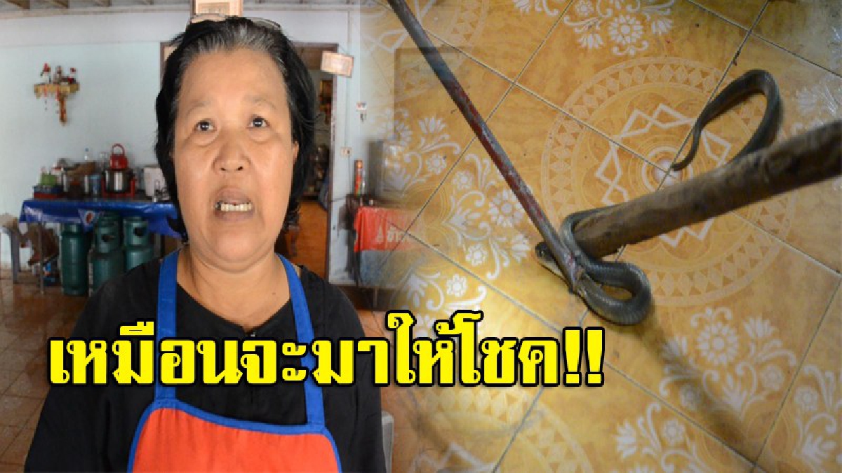 ให้โชค?! แม่ค้าอาหารตามสั่ง แทบช็อก เก็บของหลังบ้าน จู่ๆหันไปเจอ"งูเห่าชูคอแผ่แม่เบี้ยใส่" แล้วเลื้อยหนี เผยเจอตัวนี้รอบ 2 แล้ว (มีคลิป)
