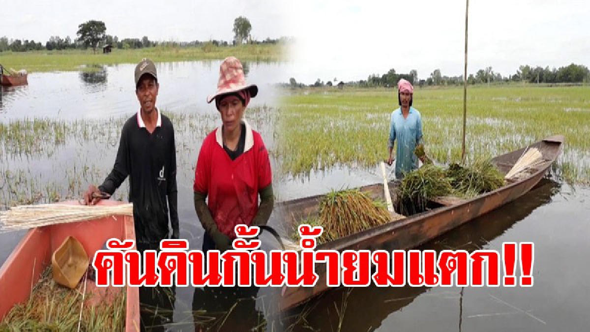 ด่วนที่สุด!! คันดินกั้นน้ำยมแตก “นายกอบต.ไกรนอก” เตือนชาวนาให้เร่งเกี่ยวข้าวกว่า 1,600 ไร่ หนีน้ำโดยเร็ว!! (ชมคลิป)