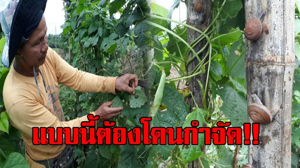แทบหมดตัว!! ชาวเกษตรโดนหอยทากบุก เข้ากัดกินพืชผักเสียหาย 5 ไร่ ไม่มีส่งขายให้พ่อค้าที่มารับซื้อ ซ้ำต้องแบกรับภาระหนี้ที่กู้มาลงทุน!?(ชมคลิป)