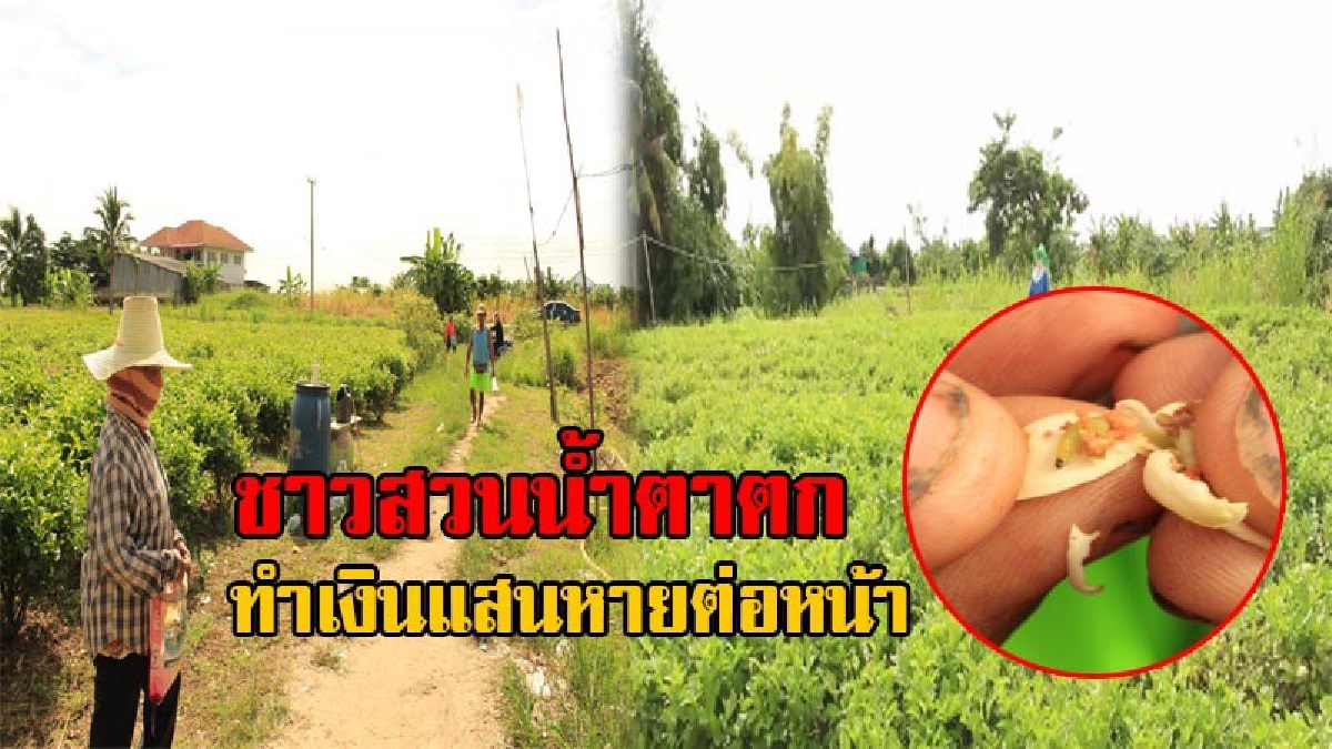 นั่งมองทั้งน้ำตา!! ชาวสวนน้ำตาตก ราคาดอกมะลิพุ่งรับวันแม่ แต่ผลผลิตเสียหายยับ หนอนเพลี้ยระบาด สุดช้ำ ทำเงินแสนหายต่อหน้า (มีคลิป)