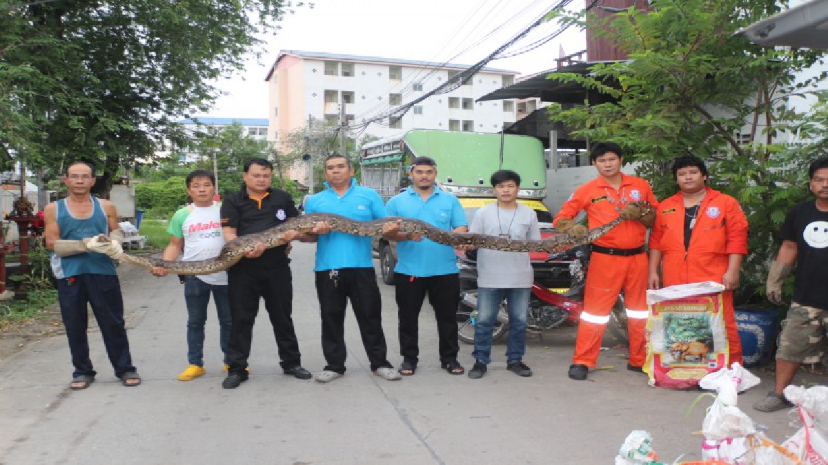 ร่วมทำความดี!! อาสาหน้าพระลาน จับงูชนิดต่างๆ จำนวน 29 ตัว ปล่อยคืนสู่แหล่งธรรมชาติ เทิดพระเกียรติเนื่องในวันแม่แห่งชาติ (มีคลิป)