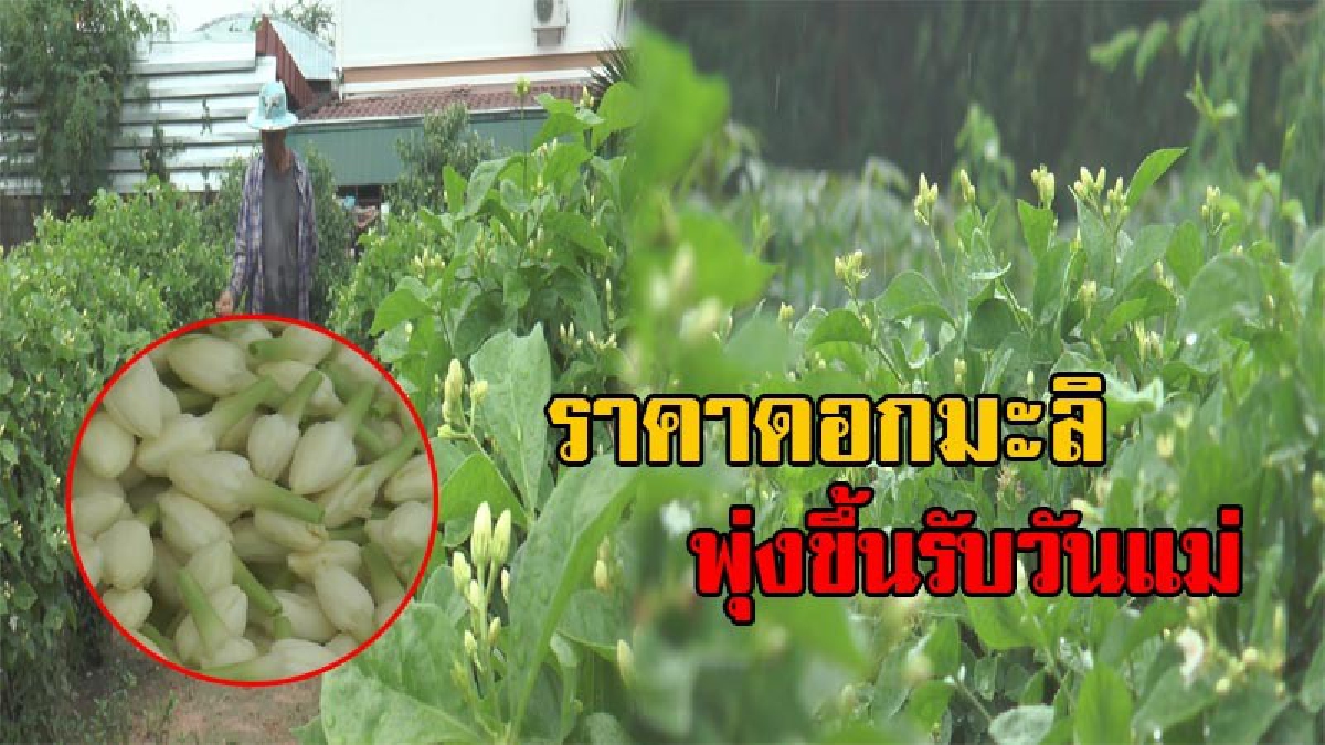 น้ำตาตกใน!! เกษตรกรโอดครวญ ราคาดอกมะลิวันแม่ปีนี้แพงขึ้นเท่าตัว หลังเจอเพลี้ย และฝนตกชุกทำให้ได้ผลผลิตน้อย (มีคลิป)