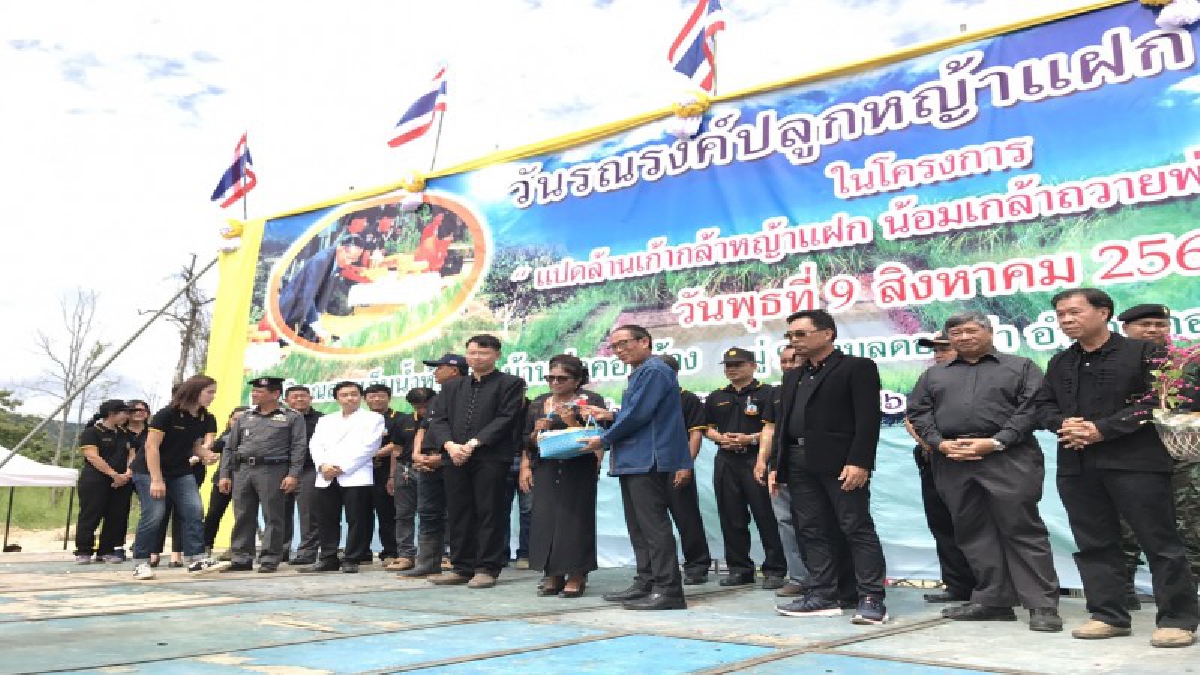ร่วมใจพลังคนไทย!! ร่วมมือกันปลูกหญ้าแฝก "แปดล้านเก้า กล้าหญ้าแฝก" น้อมเกล้าถวายพ่อแห่งแผ่นดินเพื่อปรับปรุงสภาพแวดล้อมให้ดีขึ้น (ชมคลิป)