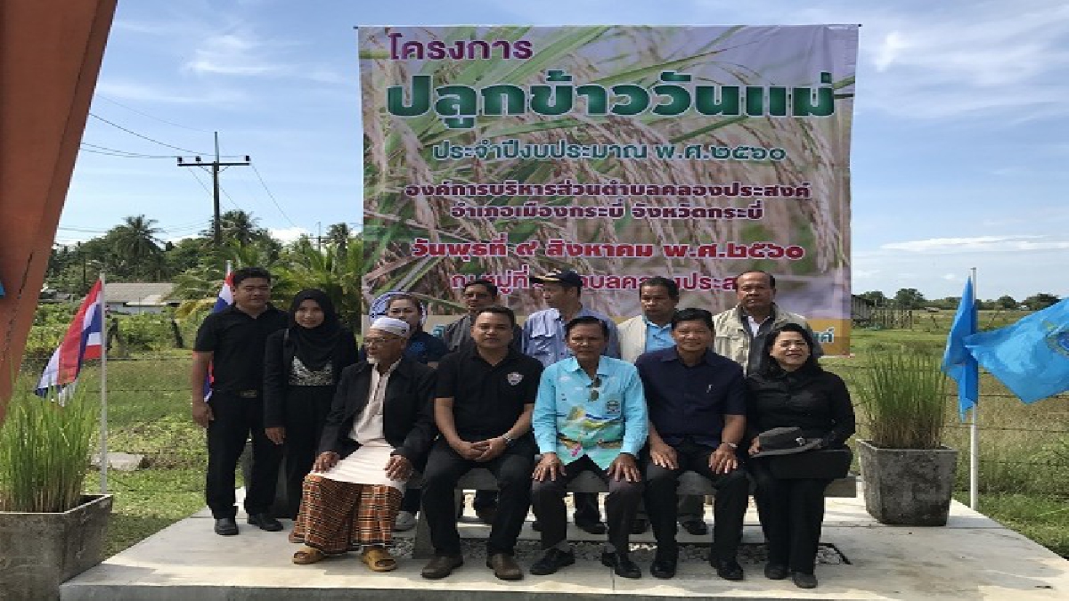 กระบี่!! ร่วมปลูกข้าววันแม่กลางเกาะกว่า 1 พันไร่ ตามโครงการ "ปลูกข้าววันแม่" เพื่อเทิดพระเกียรติ สมด็จพระนางเจ้าสิริกิติ์ พระบรมราชินีนาถ