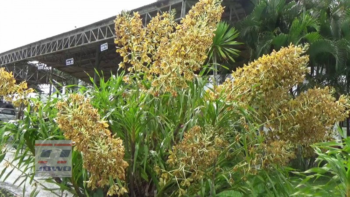 ตรัง!! ศูนย์ส่งเสริมและพัฒนาอาชีพการเกษตร เปิดให้เข้าชม "ดอกว่านเพชรหึง" อย่างใกล้ชิด สัมผัสความสวยงามแบบธรรมชาติ (ชมคลิป)