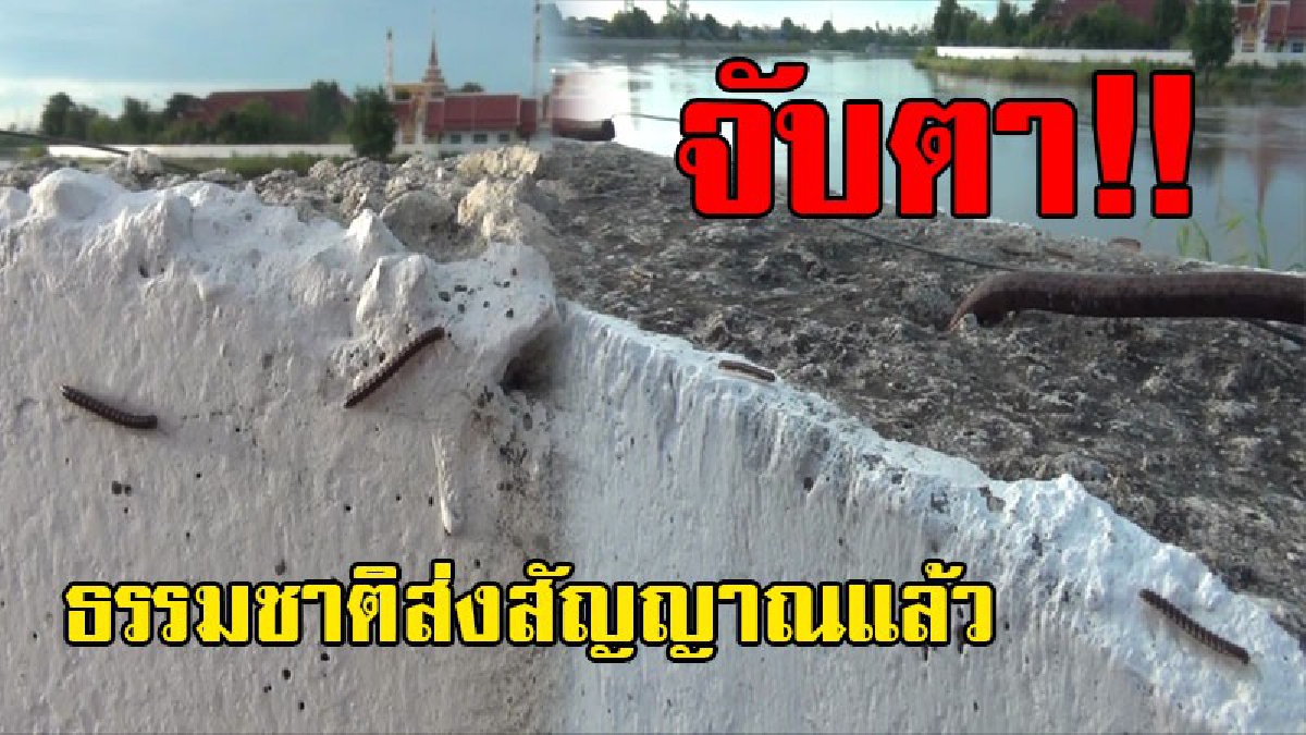 ชาวบ้านริมแม่น้ำเจ้าพระยา แตกตื่น!! ฝูงตะเข็บแห่หนีขึ้นที่สูง เผย ธรรมชาติส่งสัญญาณเตือนภัยแล้ว(ชมคลิป)