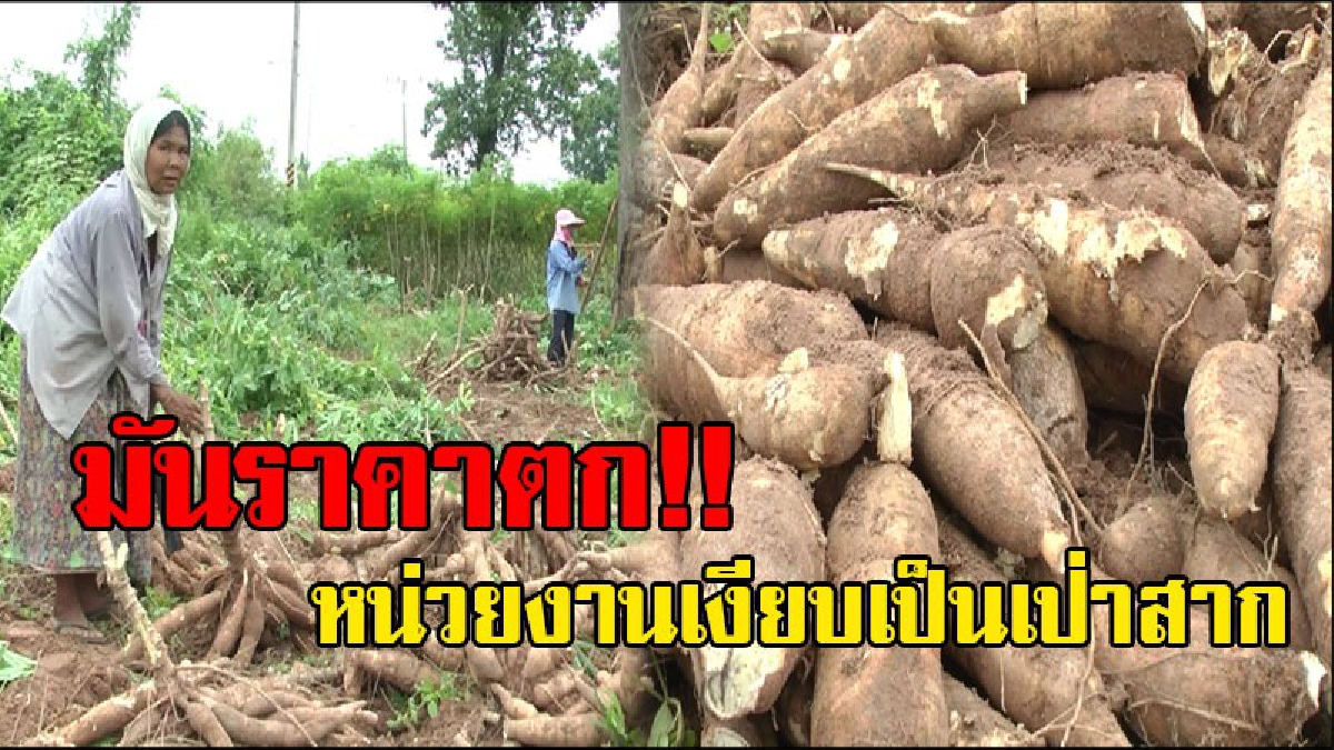 สนใจกันบ้าง..ไม่อยากจัดม๊อบ!? ชาวไร่มันระทมทุกข์ ราคามันต่ำสุด โล 1.20 บาท ราคาขาดทุนยับ เผยทั้งน้ำตา ร้องทุกข์เงียบเป็นเป่าสาก!? (ชมคลิป)