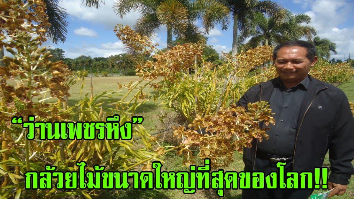 “ว่านเพชรหึง” กล้วยไม้ขนาดใหญ่ที่สุดของโลก!! ชูช่อออกดอกบานสะพรั่งนับ 1,000 ต้น ต้อนรับนักท่องเที่ยวเข้าชม มิถุนายน-สิงหาคม ของทุกปี(มีคลิป)