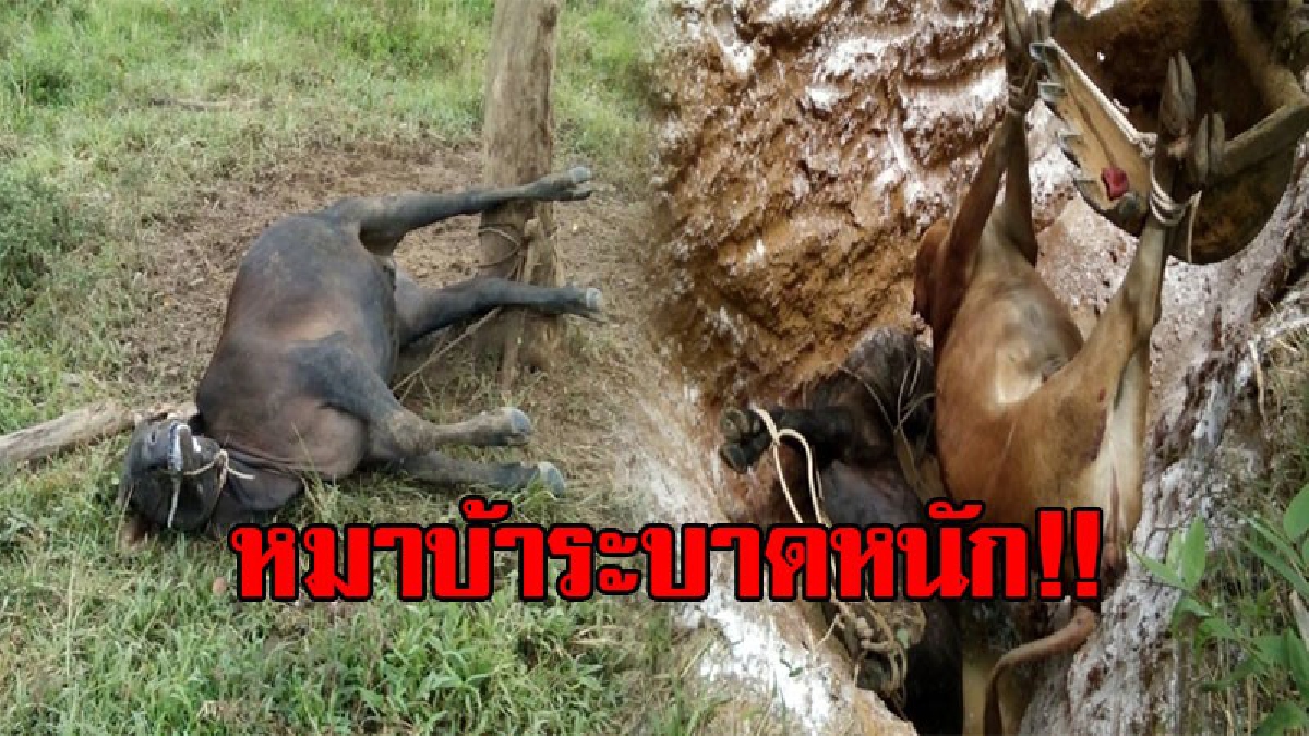 สุดผวา!! หลังพบสุนัขบ้า ไล่กัดวัวที่ชาวบ้านเลี้ยง จนทำให้วัวติดเชื้อตายไปแล้วถึง 8 ตัว ปศุสัตว์เผยเตรียมรับมือป้องกันเต็มที่ (ชมคลิป)