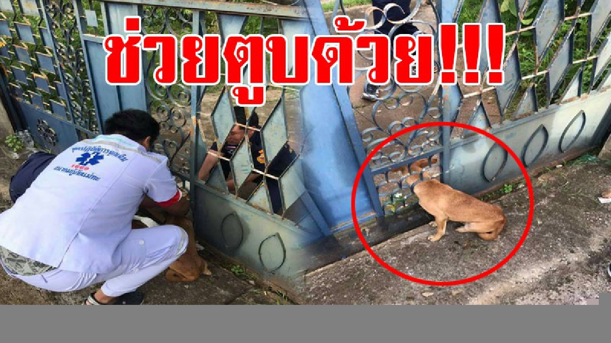 ช่วยตูบด้วย!! สุนัขแสนซนเอาหัวมุดรั้วเหล็กดัดหวังเข้าบ้าน แต่หัวดันไปติดแหง็ก ร้องลั่นนานนับชั่วโมง จนท.กู้ภัยฯเร่งช่วยเหลือ (มีคลิป)