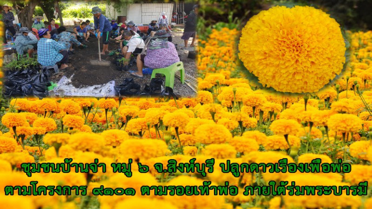 ด้วยสำนึกในพระมหากรุณาธิคุณ!!ชุมชนบ้านจ่า หมู่ 6 จ.สิงห์บุรี ปลูกดาวเรือง เพื่อพ่อตามโครงการ ๙๑๐๑ ตามรอยเท้าพ่อ ภายใต้ร่มพระบารมี