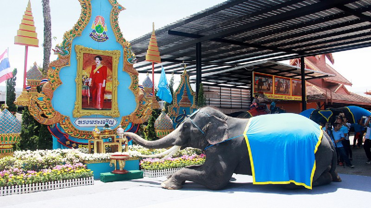 สวนนงนุชพัทยา!! นำช้างแสนรู้ ร่วมถวายพวงมาลัยวันแม่แห่งชาติ ในกิจกรรม "12 สิงหา..พาแม่เที่ยว ฟรี!" (มีคลิป)