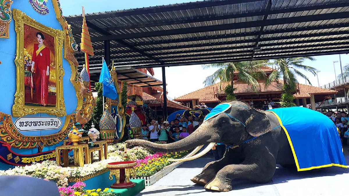 สุดคึกคัก!! สวนนงนุชพัทยา จัดวันแม่ยิ่งใหญ่ นำช้างแสนรู้ถวายพระพรแม่ของแผ่นดิน 12 สิงหามหาราชินี นักท่องเที่ยวนับพันหลั่งไหลร่วมงาน (ชมคลิป)
