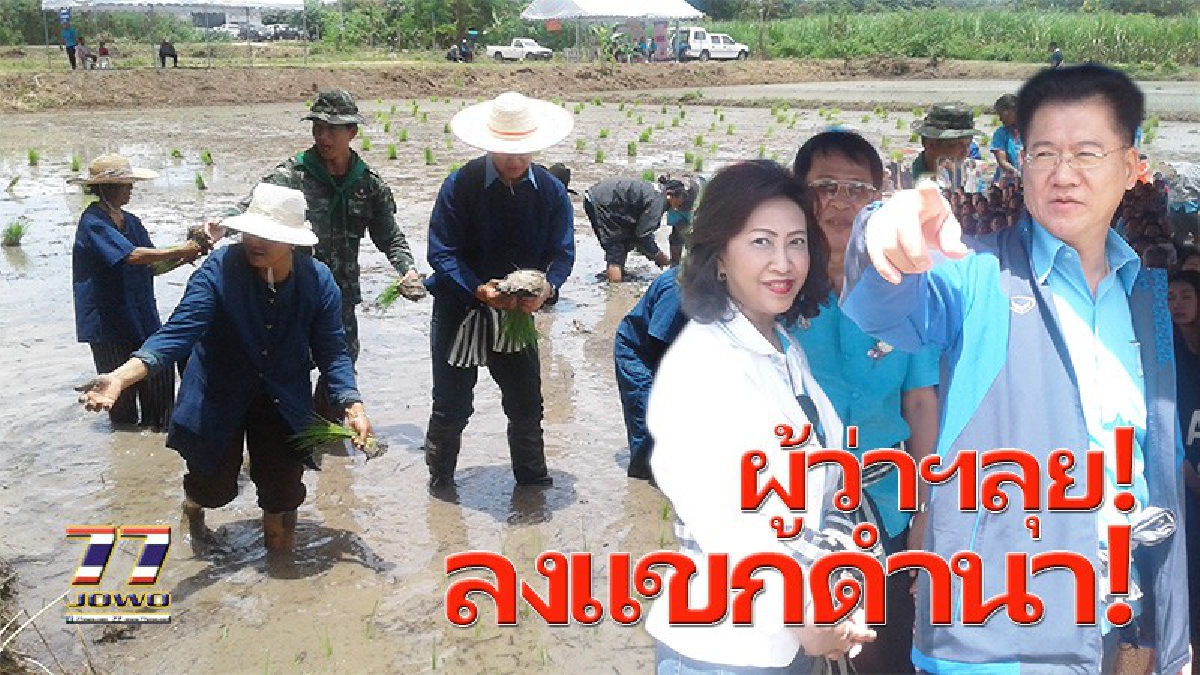 แม้ไม่ใช่ลูกชาวนา..ก็ไม่หวั่น!! &rdquo;วิเชียร&rdquo;ผวจ.โคราช ควงแขน "นายกกาชาด" ลงดำนาแปลงใหญ่ กับชาวอำเภอสีคิ้ว เพื่ออนุรักษ์การทำนา!? (มีคลิป)