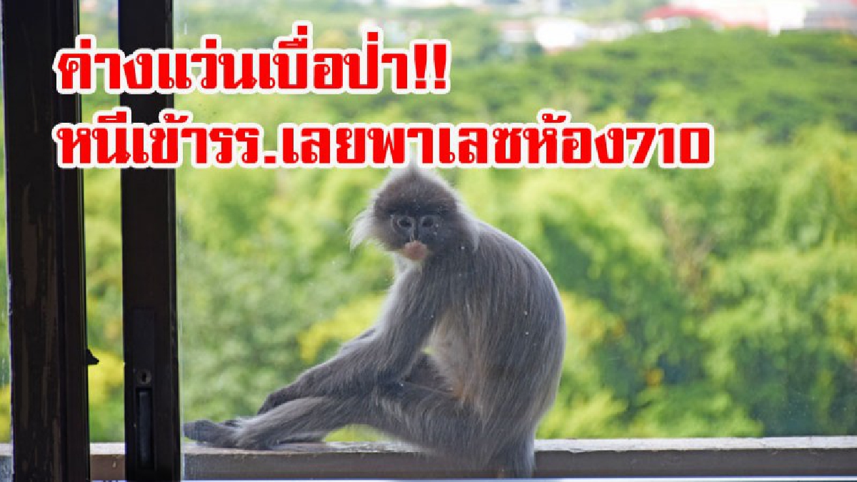 ค่างแว่นเบื่อป่า!! ค่างแว่นหนีเข้าโรงแรมเลยพาเลซ ห้อง 710 ทำเอาวุ่นทั้งโรงแรม คาดที่หลุดมาเป็นเพราะอยากกินของหวาน!? (ชมคลิป)