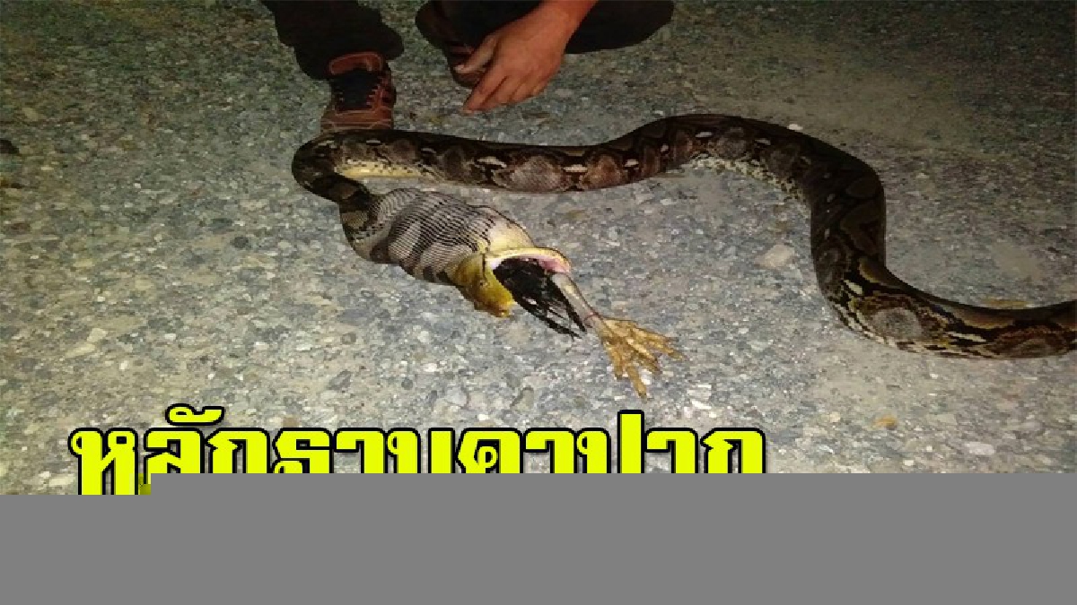 จับคาเล้า!! ปลัดเทศบาลสะดุ้งตื่นกลางดึก หลังเสียงไก่ร้องลั่น เดินไปดูแทบช็อก งูเหลือมบุกเขมือบไก่ชนราคาแพงอยู่คาปาก (มีคลิป)