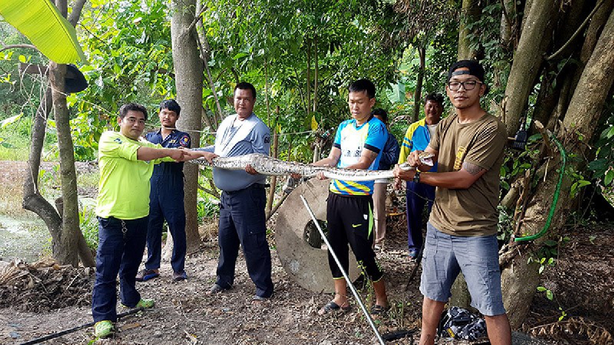 จอมโจรขโมยเป็ด!! ไอ้เหลือมยักษ์ ยาวเกือบ 4 เมตร หิวโซบุกเล้าเป็ดค่ายทหารเรือ เขมือบไปเต็มท้อง หนีไม่รอดนอนพุงกางติดตาข่าย (ชมคลิป)