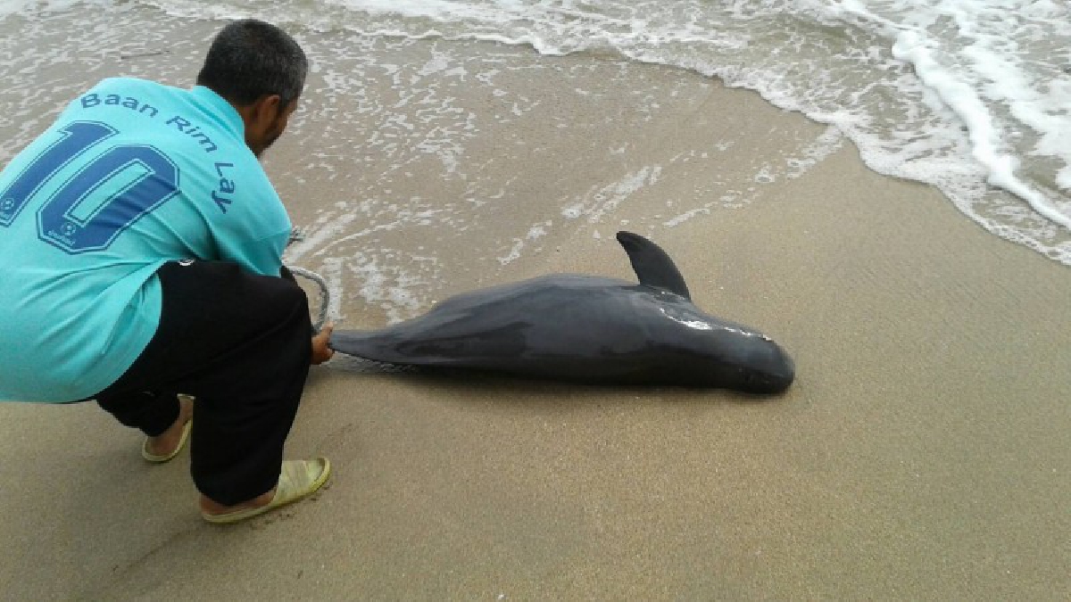 สุดสลด พบโลมาหัวบาตรท้องแก่ คลื่นซัดตายเกยริมหาดลันตา กระบี่