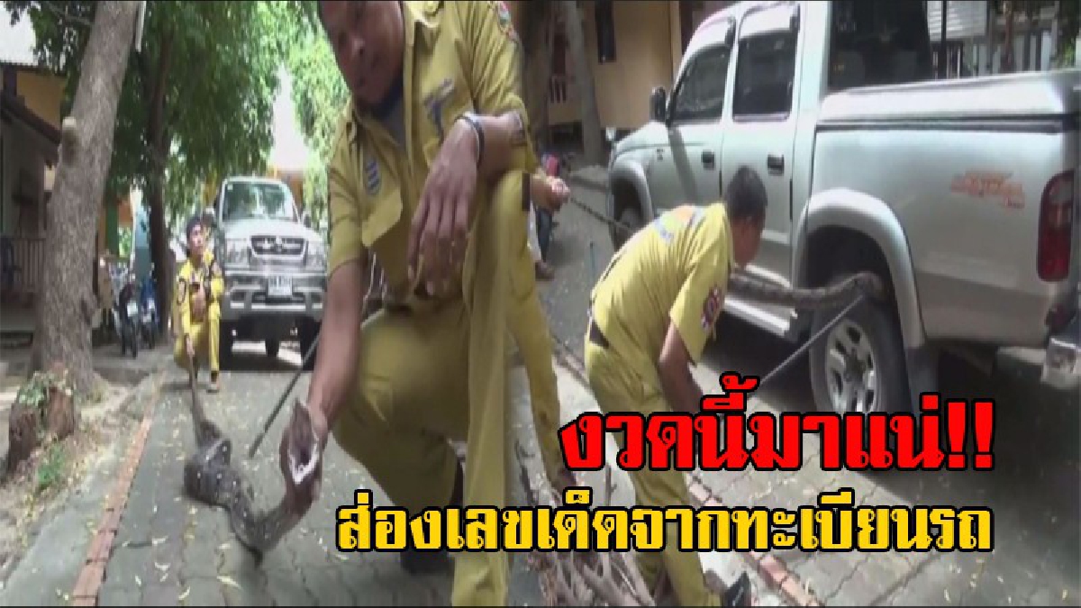 คอหวยห้ามพลาด!! งูเหลือมยาว 4 เมตร ไล่จะเขมือบแมว แต่สู้ไม่ได้หนีไปซุกในล้อรถ ที่เจ้าของมานั่งปฏิบัติธรรม งานนี้แห่ส่องเลขทะเบียนรถกันเพียบ
