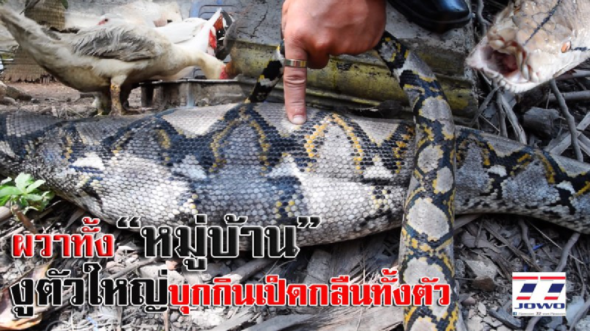 ผวาทั้งหมู่บ้าน!! เจ้าหน้าที่กู้ภัย ค้นหางูเหลือมตัวใหญ่ นาน 2 วัน หลังหนีน้ำบุกกินเป็ดของชาวบ้าน พร้อมกลืนทั้งตัว (มีคลิป)