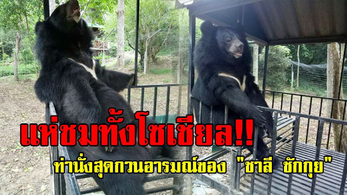 นี่หรือ..นักล่า!? มาดูกันจะๆ ท่านั่งสุดกวนของ "ชาลี ชักกุย" ซุปตาร์หมีควาย อารมณ์ดี ขวัญใจชาวโซเชียล บอกเลยเห็นแล้วอดเอ็นดูไม่ได้!? (ชมคลิป)
