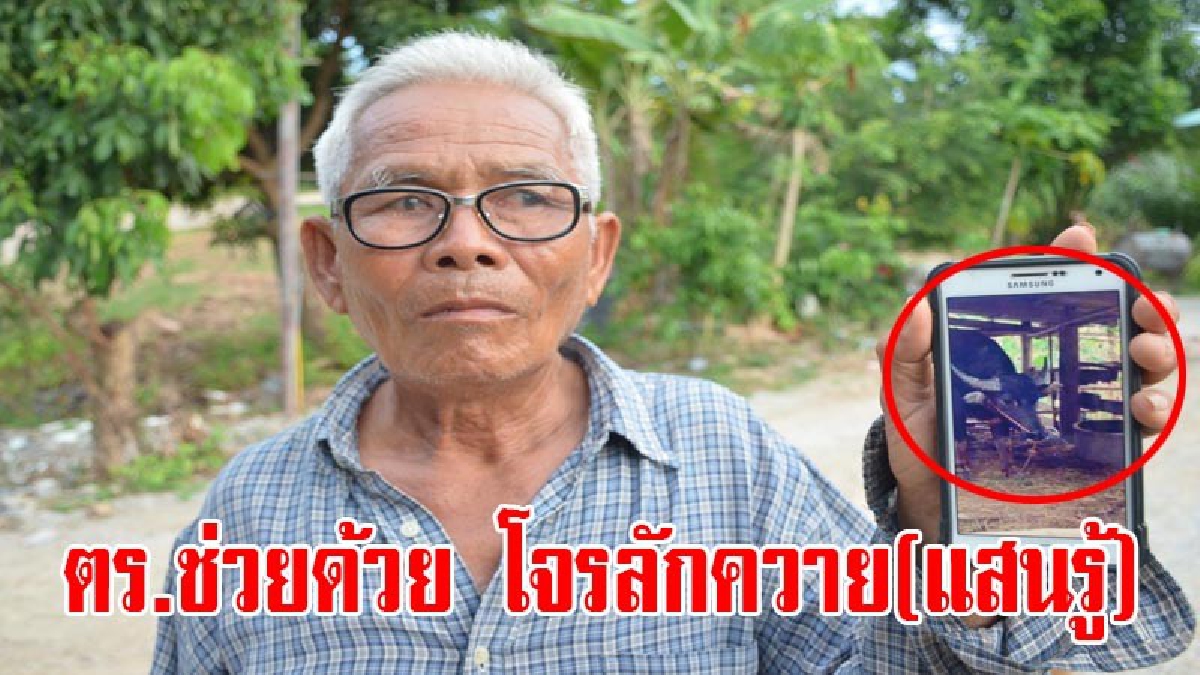 ตำรวจช่วยที!! ชาวบ้านเดือดร้อนหนัก แก๊งลักวัวควายอาละวาด วอนตำรวจเร่งจับกุมคนร้ายมาลงโทษ
