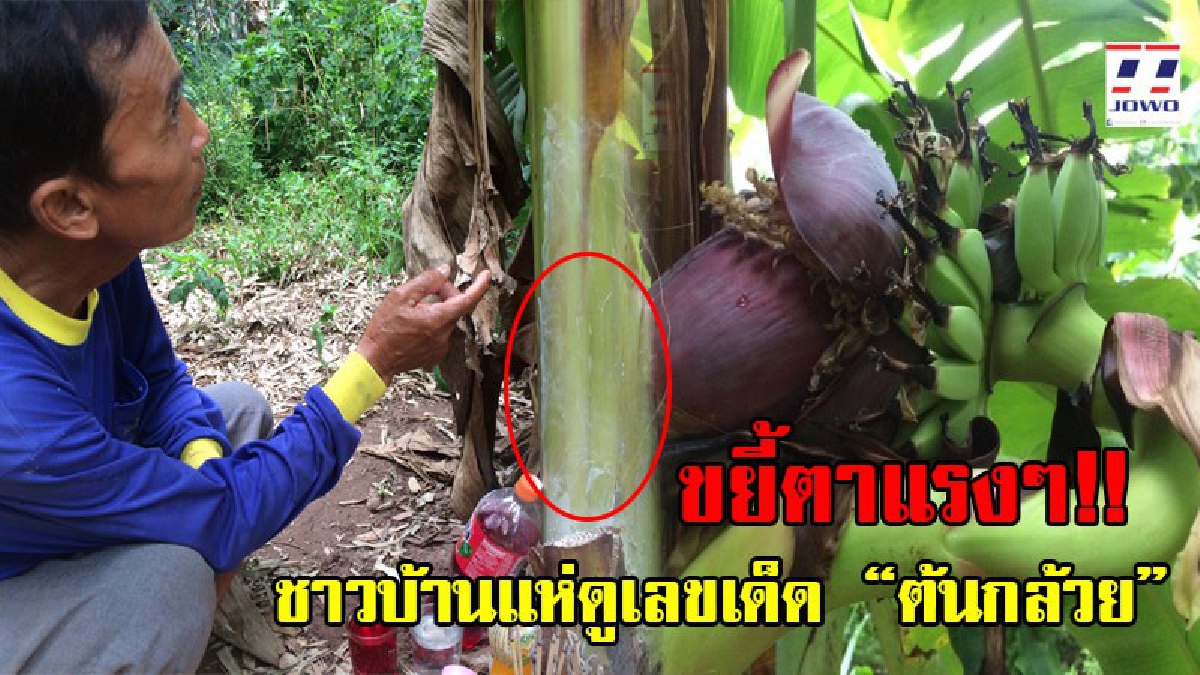 จดกันมือระวิง!! คอหวยหูผึ่ง พบต้นกล้วยประหลาด ออกปลีกลางต้น ชาวบ้านเชื่อให้โชครับวันหวยออก!? (ชมคลิป)
