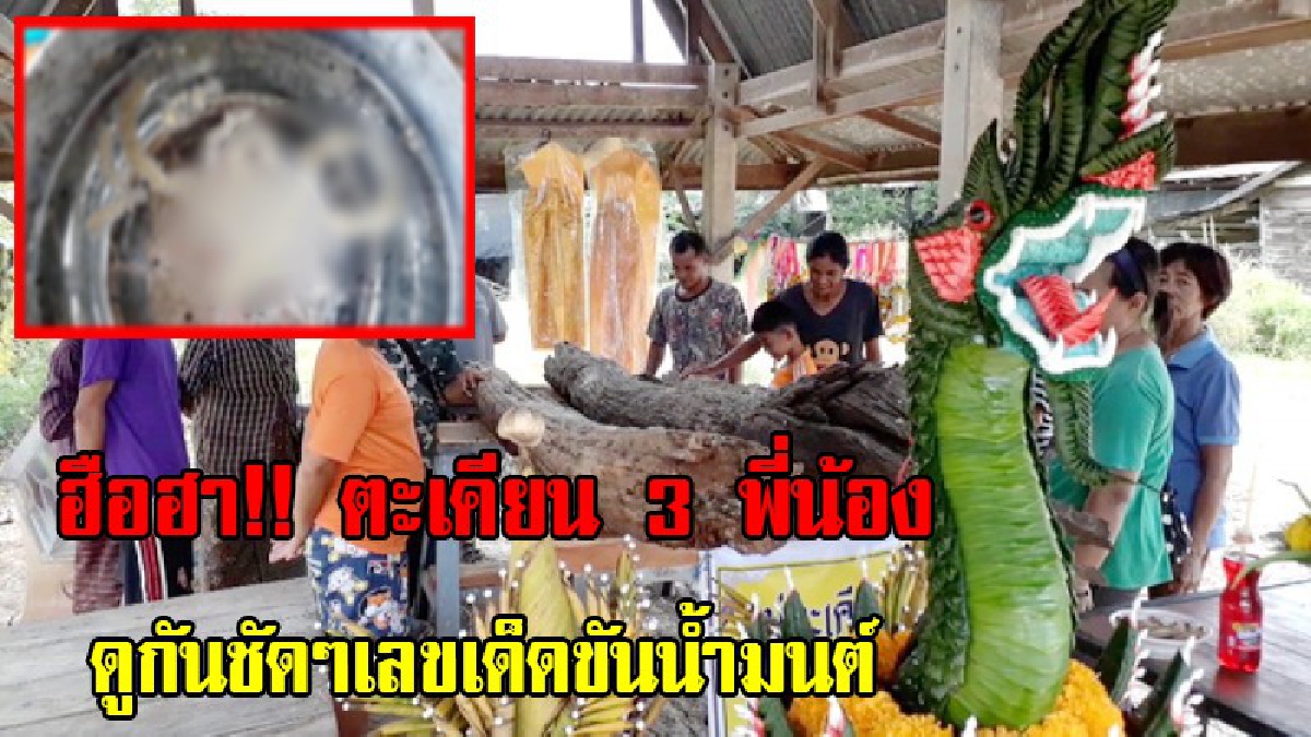 ฮือฮา!! ตะเคียน 3 พี่น้องโผล่คลองปากแควสุโขทัย งูเห่าว่ายน้ำวนเวียนรอบต้น ชาวบ้านทั่วสารทิศแห่ไหว้ขอโชคลาภ พร้อมเลขเด็ดขันน้ำมนต์ (มีคลิป)