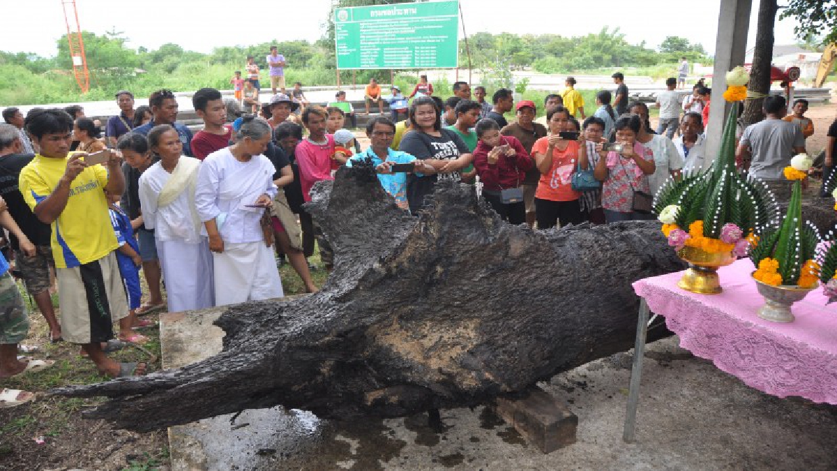 กว่าจะขุดขึ้นได้!! ฮือฮาหลังพบอุปสรรค์สารพัด สุดท้ายต้องบวงสรวง พบเป็นต้นตะเคียนเก่าแก่ จมอยู่ใต้พื้นทรายก้นคลอง (มีคลิป)