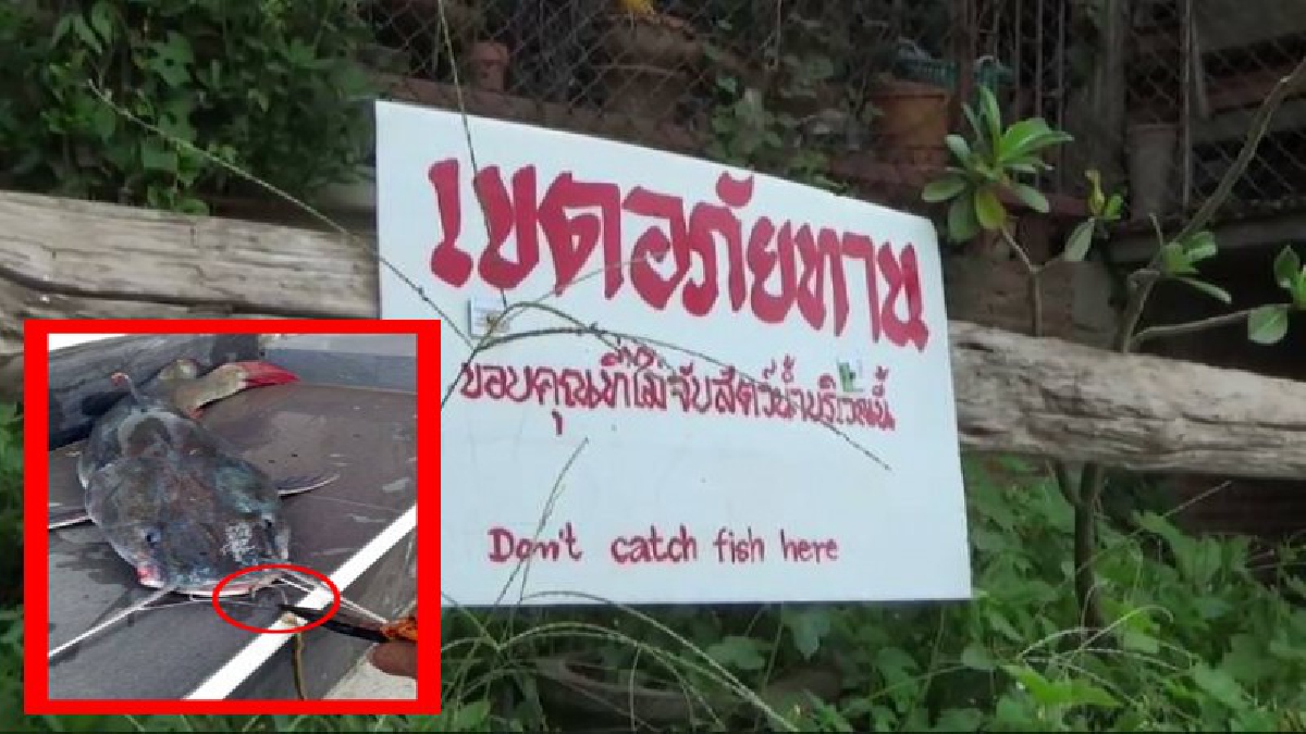 ไม่กลัวบาป!! นักล่าปลาแม่น้ำ ลักลอบวางเบ็ดราวเขตอภัยทาน ชาวบ้านมาเจอกู้เบ็ดช่วยชีวิตปลากดคังหนักกว่า 5 กิโลไว้ได้ วอนเห็นแก่บาปบุญคุณโทษ
