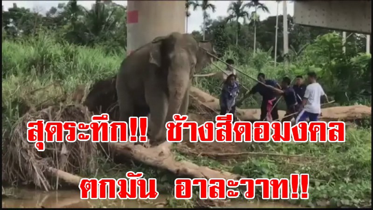 สุดระทึก!! ช้างสีดอมงคล เกิดอาการเครียด ตกมัน อาละวาทดิ้นหลุดโซ่ - ชาวบ้านผวา โร่แจ้ง จนท.สัตว์แพทย์จับ