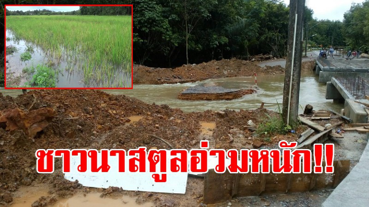 สิ้นเนื้อประดาตัว!! นาข้าวเกือบ 100 ไร่ หายไปในพริบตา หลังโดนฝนตกหนักน้ำท่วมสูง