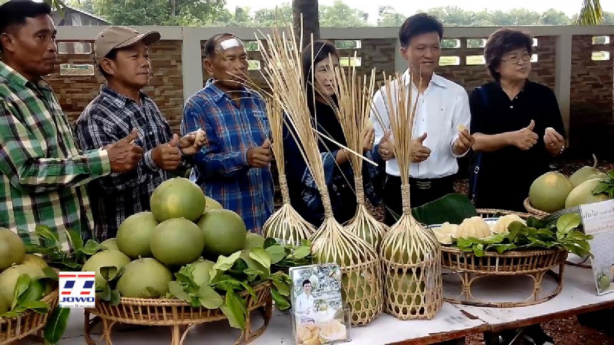 โคราช!! สหกรณ์การเกษตรสูงเนิน นำชาวบ้านปลูกส้มโอ ขาวน้ำผึ้ง ของดีอำเภอสูงเนิน ขายสร้างรายได้กว่า 400,000 บาท ต่อปี