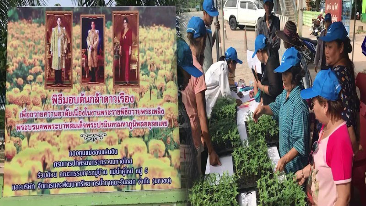 ระยอง!! กรมการปกครองกระทรวงมหาดไทย ร่วมกับภาคเอกชน ร่วมปลูกดอกดาวเรืองให้บานสะพรั่ง พร้อมกันถวายแด่พ่อหลวง (ชมคลิป)