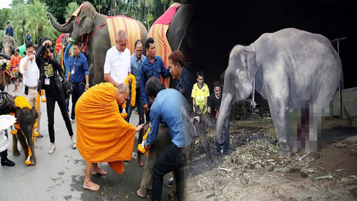 เดือนมหามงคล!! ช้างสวนนงนุช ตกลูกช้างพัง 2 เชือก ลั่นกลองชัย กลองยาวรับขวัญ สร้างความปลาบปลิ้มเป็นอย่างมาก (ชมคลิป)