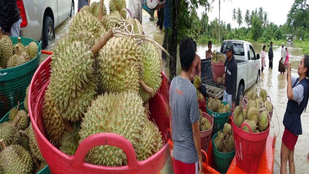 สุดลำบาก!! ขนทุเรียน 3 ตันหนีน้ำ แปลงผักเกษตรกรจมใต้น้ำ ฝืนใจเก็บขายในราคาถูก ขณะที่ตชด.436 นำเตรียมถุงยังชีพพระราชทานในหลวงร.10 ช่วยผู้ป่วย