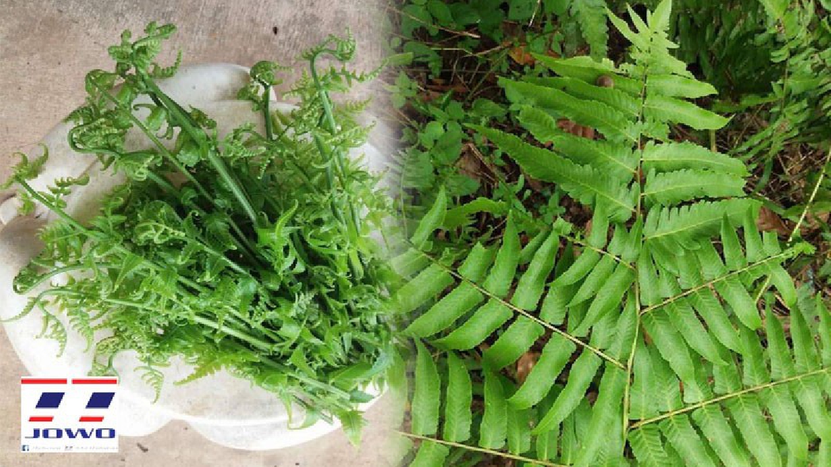รู้ยัง..เฟิร์นกินได้!! พืชเศรษฐ์กิจสำหรับคนรักสุขภาพ ไม่ควรพลาดคุณค่าทางโภชนาการสูง โดยเฉพาะธาตุเหล็ก ปลูกไว้หลังห้องน้ำเด็ดยอดกินตลอดปี!?