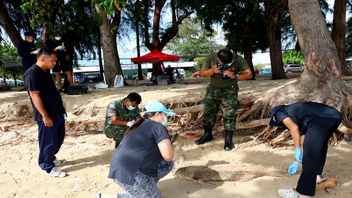 พบซากปลาโลมาหัวบาตรหลังเรียบ ตายปริศนาเน่าอืด เกยติดชายหาดกองเรือยุทธการ (ชมคลิป)