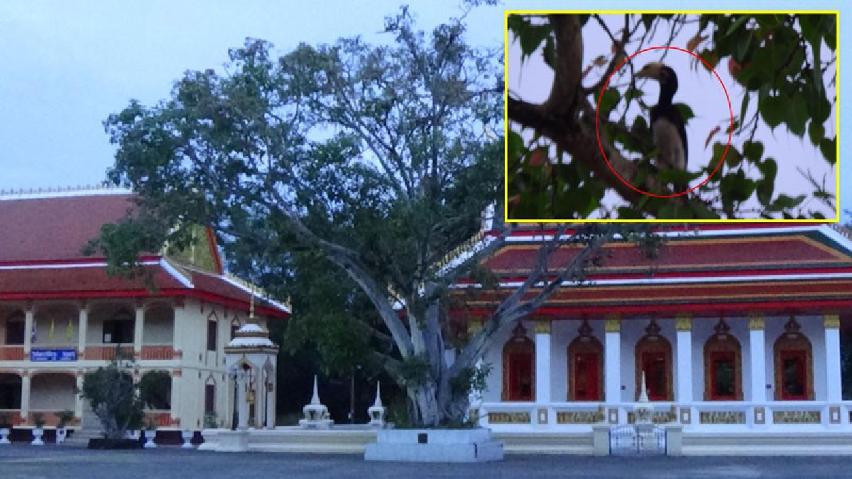 สุดฮือฮา!! พบนกเงือกสัตว์หายากกว่า 4 ตัว บินมาอาศัยอยู่ในป่า ข้างวัดอุดมธานี พระอารามหลวง (มีคลิป)