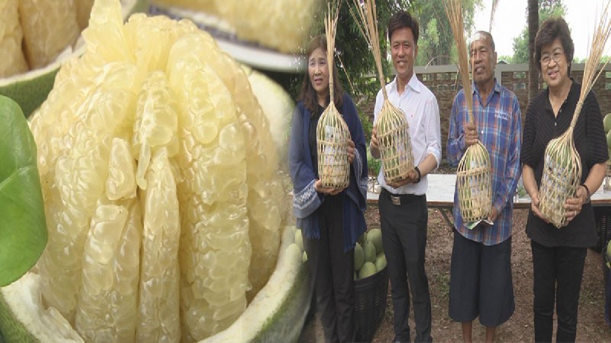 ส้มโอสูงเนิน ส้มโออร่อยที่สุดในโลก!! เตรียมให้คณะรัฐมนตรีได้ชิม และเป็นของฝากในการประชุม ครม.สัญจร บอกเลยได้ชิมแล้วจะติดใจ!? (ชมคลิป)
