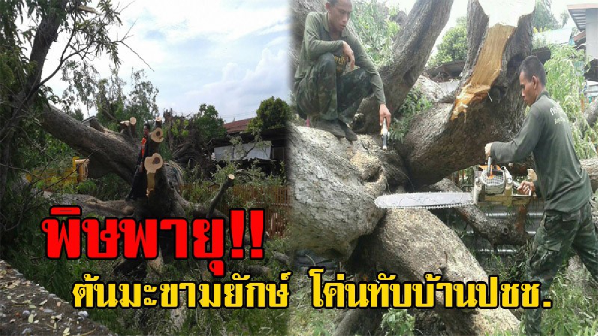 พังพินาศ!! เกิดพายุและลมพัดแรง ทำให้ต้นมะขามยักษ์อายุกว่า 200 ปี โค่นทับบ้านประชาชน ที่เป็นห้องเช่าเสียหาย 3 หลังคาเรือน (มีคลิป)