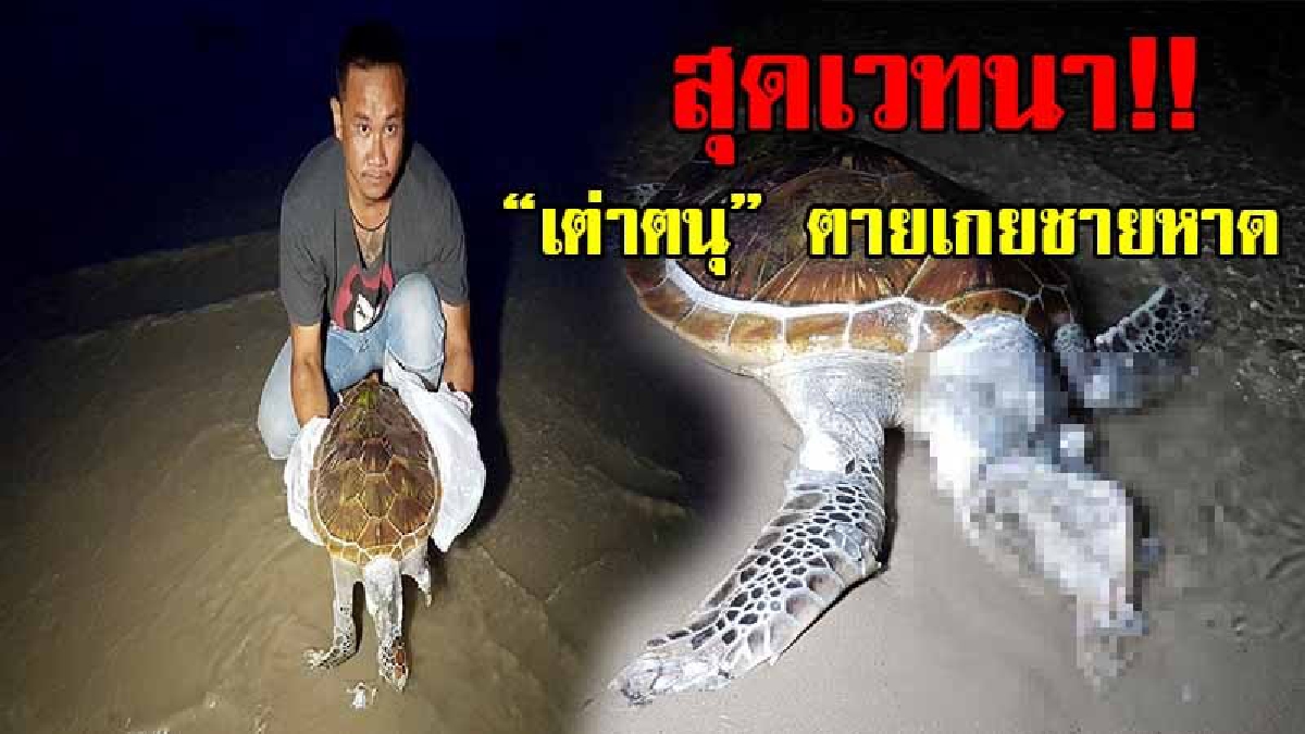 หดหู่ใจ..ที่สุด!? จนท.พบซากเต่าตนุเสียชีวิต เกยติดชายหาดดงตาล สภาพหัวเละคล้ายถูกใบพัดเรือฟัน เห็นแล้วสะท้านไปถึงหัวใจนักอนุรักษ์!? (ชมคลิป)