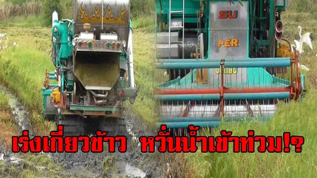 น้ำตาตกใน!? ชาวนาอ่างทองเร่งเกี่ยวข้าว หนีน้ำหลังฝนตกหนักต่อเนื่อง หวั่นเสียหายหนัก นำไปขายได้ราคาต่ำแต่ต้องยอมดีกว่าขาดทุน!? (คลิป)