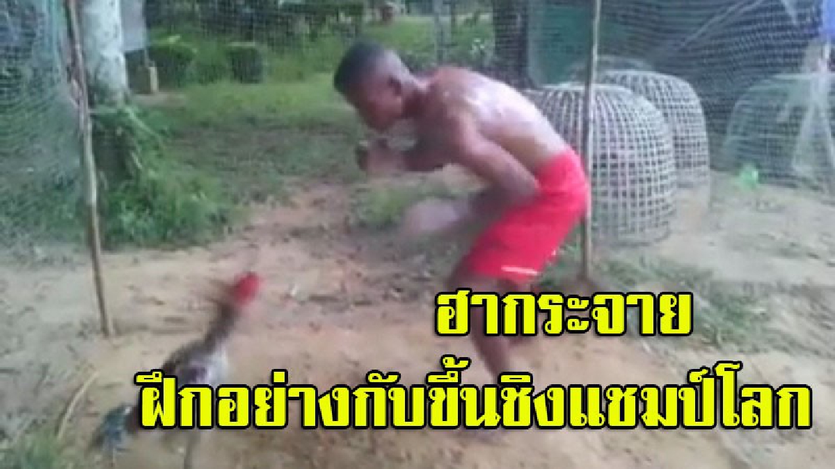 ชาวเน็ตแชร์กระจายคลิปสุดฮา.....สุดยอดเทรนเนอร์ ทุ่มทั้งตัว ลงนวมฝึกให้ไก่ชนตัวเก่ง ลีลาแม่ไม้มวยไทย มาเต็ม (ชมคลิป)
