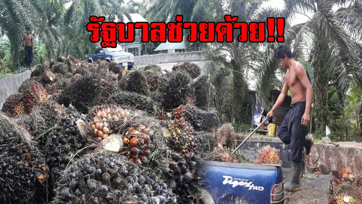 ช่วยตรวจสอบด่วน!! เกษตรกรชาวสวนปาล์มน้ำมัน ได้รับความเดือดร้อนจากราคาที่ตกต่อเนื่อง ขณะที่ผลผลิตลดลง เรียกร้องรัฐบาลเร่งตรวจสอบหาสาเหตุ!?